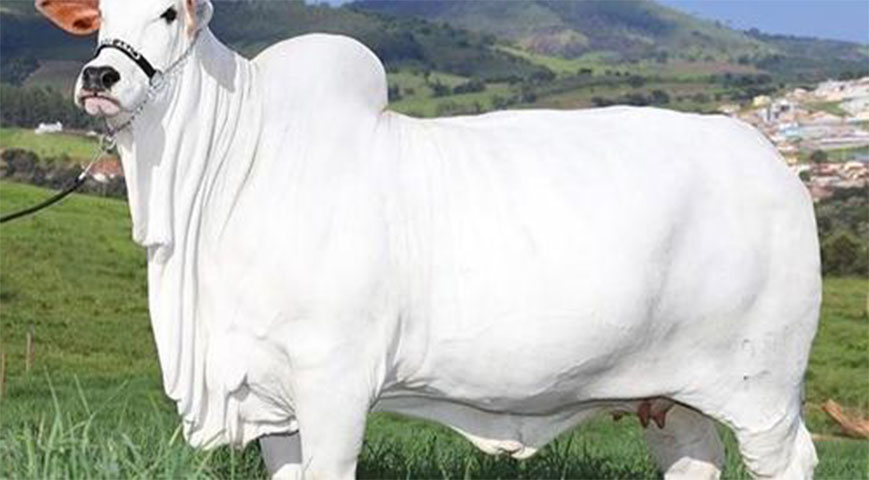 a Brazilian Nelore cow sells for over ksh 500 million